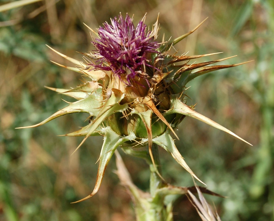 Composite spinose da Monte Pallano (CH) Abruzzo